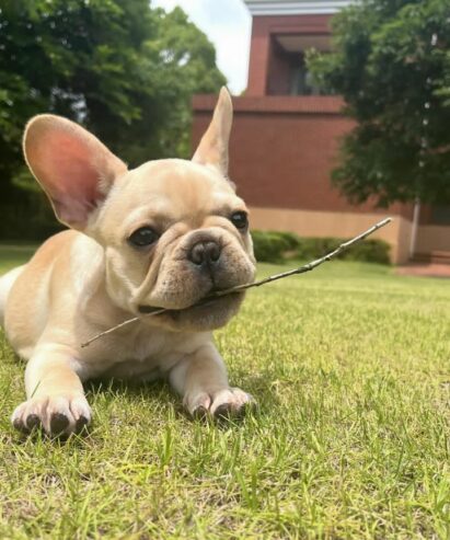 CACHORROS DE BULLDOG FRANCÉS