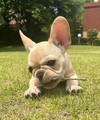 CACHORROS DE BULLDOG FRANCÉS